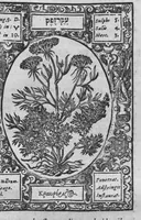 An illustration from Historia, sive descriptio plantarum omnium, tam domesticarum quam exoticarum ... (1578)