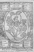 An illustration from Historia, sive descriptio plantarum omnium, tam domesticarum quam exoticarum ... (1578)