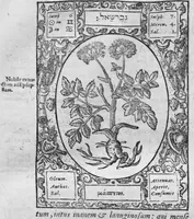 An illustration from Historia, sive descriptio plantarum omnium, tam domesticarum quam exoticarum ... (1578)