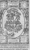 An illustration from Historia, sive descriptio plantarum omnium, tam domesticarum quam exoticarum ... (1578)