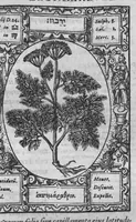 An illustration from Historia, sive descriptio plantarum omnium, tam domesticarum quam exoticarum ... (1578)