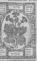 Picture 13 of 28 from Historia, sive descriptio plantarum omnium, tam domesticarum quam exoticarum ... (1578), leaf 82