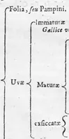 An illustration from Collectanea pharmaceutica seu apparatus ad novam pharmacopoeam (1695)