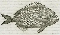 Picture 6 of 62 from Libri de piscibus marinis, in quibus verae piscium effigies expressae sunt. Quæ in ntota piscium historia contineantur, indicat elenchus pagina nona et decima. Postremo accesserunt indices necessarii. Gulielmi Rondeletti, Doctoris medici et medicinae in schola monspeliensi professoris regii. (1554), leaf 162