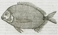 An illustration from Libri de piscibus marinis, in quibus verae piscium effigies expressae sunt. Quæ in ntota piscium historia contineantur, indicat elenchus pagina nona et decima. Postremo accesserunt indices necessarii. Gulielmi Rondeletti, Doctoris medici et medicinae in schola monspeliensi professoris regii. (1554)