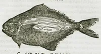 An illustration from Libri de piscibus marinis, in quibus verae piscium effigies expressae sunt. Quæ in ntota piscium historia contineantur, indicat elenchus pagina nona et decima. Postremo accesserunt indices necessarii. Gulielmi Rondeletti, Doctoris medici et medicinae in schola monspeliensi professoris regii. (1554)