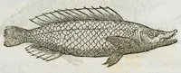 An illustration from Libri de piscibus marinis, in quibus verae piscium effigies expressae sunt. Quæ in ntota piscium historia contineantur, indicat elenchus pagina nona et decima. Postremo accesserunt indices necessarii. Gulielmi Rondeletti, Doctoris medici et medicinae in schola monspeliensi professoris regii. (1554)