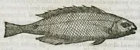 Picture 16 of 62 from Libri de piscibus marinis, in quibus verae piscium effigies expressae sunt. Quæ in ntota piscium historia contineantur, indicat elenchus pagina nona et decima. Postremo accesserunt indices necessarii. Gulielmi Rondeletti, Doctoris medici et medicinae in schola monspeliensi professoris regii. (1554), leaf 199
