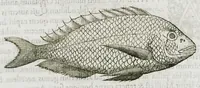 An illustration from Libri de piscibus marinis, in quibus verae piscium effigies expressae sunt. Quæ in ntota piscium historia contineantur, indicat elenchus pagina nona et decima. Postremo accesserunt indices necessarii. Gulielmi Rondeletti, Doctoris medici et medicinae in schola monspeliensi professoris regii. (1554)