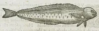 An illustration from Libri de piscibus marinis, in quibus verae piscium effigies expressae sunt. Quæ in ntota piscium historia contineantur, indicat elenchus pagina nona et decima. Postremo accesserunt indices necessarii. Gulielmi Rondeletti, Doctoris medici et medicinae in schola monspeliensi professoris regii. (1554)