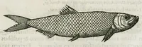 An illustration from Libri de piscibus marinis, in quibus verae piscium effigies expressae sunt. Quæ in ntota piscium historia contineantur, indicat elenchus pagina nona et decima. Postremo accesserunt indices necessarii. Gulielmi Rondeletti, Doctoris medici et medicinae in schola monspeliensi professoris regii. (1554)
