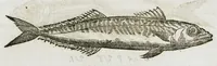 An illustration from Libri de piscibus marinis, in quibus verae piscium effigies expressae sunt. Quæ in ntota piscium historia contineantur, indicat elenchus pagina nona et decima. Postremo accesserunt indices necessarii. Gulielmi Rondeletti, Doctoris medici et medicinae in schola monspeliensi professoris regii. (1554)