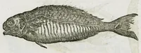 An illustration from Libri de piscibus marinis, in quibus verae piscium effigies expressae sunt. Quæ in ntota piscium historia contineantur, indicat elenchus pagina nona et decima. Postremo accesserunt indices necessarii. Gulielmi Rondeletti, Doctoris medici et medicinae in schola monspeliensi professoris regii. (1554)