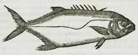 An illustration from Libri de piscibus marinis, in quibus verae piscium effigies expressae sunt. Quæ in ntota piscium historia contineantur, indicat elenchus pagina nona et decima. Postremo accesserunt indices necessarii. Gulielmi Rondeletti, Doctoris medici et medicinae in schola monspeliensi professoris regii. (1554)