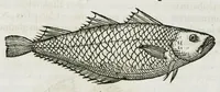 An illustration from Libri de piscibus marinis, in quibus verae piscium effigies expressae sunt. Quæ in ntota piscium historia contineantur, indicat elenchus pagina nona et decima. Postremo accesserunt indices necessarii. Gulielmi Rondeletti, Doctoris medici et medicinae in schola monspeliensi professoris regii. (1554)