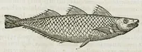 Picture 32 of 62 from Libri de piscibus marinis, in quibus verae piscium effigies expressae sunt. Quæ in ntota piscium historia contineantur, indicat elenchus pagina nona et decima. Postremo accesserunt indices necessarii. Gulielmi Rondeletti, Doctoris medici et medicinae in schola monspeliensi professoris regii. (1554), leaf 299