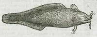 An illustration from Libri de piscibus marinis, in quibus verae piscium effigies expressae sunt. Quæ in ntota piscium historia contineantur, indicat elenchus pagina nona et decima. Postremo accesserunt indices necessarii. Gulielmi Rondeletti, Doctoris medici et medicinae in schola monspeliensi professoris regii. (1554)