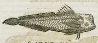 An illustration from Libri de piscibus marinis, in quibus verae piscium effigies expressae sunt. Quæ in ntota piscium historia contineantur, indicat elenchus pagina nona et decima. Postremo accesserunt indices necessarii. Gulielmi Rondeletti, Doctoris medici et medicinae in schola monspeliensi professoris regii. (1554)