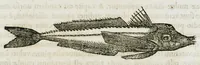 An illustration from Libri de piscibus marinis, in quibus verae piscium effigies expressae sunt. Quæ in ntota piscium historia contineantur, indicat elenchus pagina nona et decima. Postremo accesserunt indices necessarii. Gulielmi Rondeletti, Doctoris medici et medicinae in schola monspeliensi professoris regii. (1554)