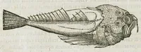 An illustration from Libri de piscibus marinis, in quibus verae piscium effigies expressae sunt. Quæ in ntota piscium historia contineantur, indicat elenchus pagina nona et decima. Postremo accesserunt indices necessarii. Gulielmi Rondeletti, Doctoris medici et medicinae in schola monspeliensi professoris regii. (1554)