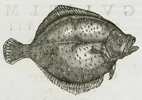 An illustration from Libri de piscibus marinis, in quibus verae piscium effigies expressae sunt. Quæ in ntota piscium historia contineantur, indicat elenchus pagina nona et decima. Postremo accesserunt indices necessarii. Gulielmi Rondeletti, Doctoris medici et medicinae in schola monspeliensi professoris regii. (1554)