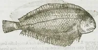 An illustration from Libri de piscibus marinis, in quibus verae piscium effigies expressae sunt. Quæ in ntota piscium historia contineantur, indicat elenchus pagina nona et decima. Postremo accesserunt indices necessarii. Gulielmi Rondeletti, Doctoris medici et medicinae in schola monspeliensi professoris regii. (1554)