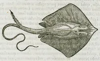 Picture 40 of 62 from Libri de piscibus marinis, in quibus verae piscium effigies expressae sunt. Quæ in ntota piscium historia contineantur, indicat elenchus pagina nona et decima. Postremo accesserunt indices necessarii. Gulielmi Rondeletti, Doctoris medici et medicinae in schola monspeliensi professoris regii. (1554), leaf 351