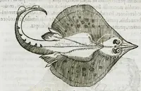 An illustration from Libri de piscibus marinis, in quibus verae piscium effigies expressae sunt. Quæ in ntota piscium historia contineantur, indicat elenchus pagina nona et decima. Postremo accesserunt indices necessarii. Gulielmi Rondeletti, Doctoris medici et medicinae in schola monspeliensi professoris regii. (1554)