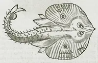 An illustration from Libri de piscibus marinis, in quibus verae piscium effigies expressae sunt. Quæ in ntota piscium historia contineantur, indicat elenchus pagina nona et decima. Postremo accesserunt indices necessarii. Gulielmi Rondeletti, Doctoris medici et medicinae in schola monspeliensi professoris regii. (1554)