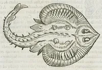 Picture 43 of 62 from Libri de piscibus marinis, in quibus verae piscium effigies expressae sunt. Quæ in ntota piscium historia contineantur, indicat elenchus pagina nona et decima. Postremo accesserunt indices necessarii. Gulielmi Rondeletti, Doctoris medici et medicinae in schola monspeliensi professoris regii. (1554), leaf 374