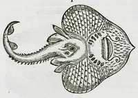 An illustration from Libri de piscibus marinis, in quibus verae piscium effigies expressae sunt. Quæ in ntota piscium historia contineantur, indicat elenchus pagina nona et decima. Postremo accesserunt indices necessarii. Gulielmi Rondeletti, Doctoris medici et medicinae in schola monspeliensi professoris regii. (1554)