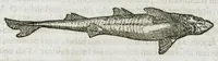 An illustration from Libri de piscibus marinis, in quibus verae piscium effigies expressae sunt. Quæ in ntota piscium historia contineantur, indicat elenchus pagina nona et decima. Postremo accesserunt indices necessarii. Gulielmi Rondeletti, Doctoris medici et medicinae in schola monspeliensi professoris regii. (1554)