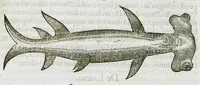 Picture 47 of 62 from Libri de piscibus marinis, in quibus verae piscium effigies expressae sunt. Quæ in ntota piscium historia contineantur, indicat elenchus pagina nona et decima. Postremo accesserunt indices necessarii. Gulielmi Rondeletti, Doctoris medici et medicinae in schola monspeliensi professoris regii. (1554), leaf 409