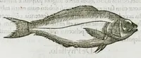 An illustration from Libri de piscibus marinis, in quibus verae piscium effigies expressae sunt. Quæ in ntota piscium historia contineantur, indicat elenchus pagina nona et decima. Postremo accesserunt indices necessarii. Gulielmi Rondeletti, Doctoris medici et medicinae in schola monspeliensi professoris regii. (1554)