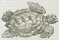 An illustration from Libri de piscibus marinis, in quibus verae piscium effigies expressae sunt. Quæ in ntota piscium historia contineantur, indicat elenchus pagina nona et decima. Postremo accesserunt indices necessarii. Gulielmi Rondeletti, Doctoris medici et medicinae in schola monspeliensi professoris regii. (1554)