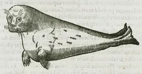 An illustration from Libri de piscibus marinis, in quibus verae piscium effigies expressae sunt. Quæ in ntota piscium historia contineantur, indicat elenchus pagina nona et decima. Postremo accesserunt indices necessarii. Gulielmi Rondeletti, Doctoris medici et medicinae in schola monspeliensi professoris regii. (1554)