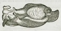 An illustration from Libri de piscibus marinis, in quibus verae piscium effigies expressae sunt. Quæ in ntota piscium historia contineantur, indicat elenchus pagina nona et decima. Postremo accesserunt indices necessarii. Gulielmi Rondeletti, Doctoris medici et medicinae in schola monspeliensi professoris regii. (1554)