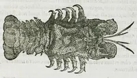 An illustration from Libri de piscibus marinis, in quibus verae piscium effigies expressae sunt. Quæ in ntota piscium historia contineantur, indicat elenchus pagina nona et decima. Postremo accesserunt indices necessarii. Gulielmi Rondeletti, Doctoris medici et medicinae in schola monspeliensi professoris regii. (1554)