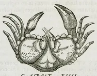 An illustration from Libri de piscibus marinis, in quibus verae piscium effigies expressae sunt. Quæ in ntota piscium historia contineantur, indicat elenchus pagina nona et decima. Postremo accesserunt indices necessarii. Gulielmi Rondeletti, Doctoris medici et medicinae in schola monspeliensi professoris regii. (1554)