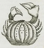 An illustration from Libri de piscibus marinis, in quibus verae piscium effigies expressae sunt. Quæ in ntota piscium historia contineantur, indicat elenchus pagina nona et decima. Postremo accesserunt indices necessarii. Gulielmi Rondeletti, Doctoris medici et medicinae in schola monspeliensi professoris regii. (1554)
