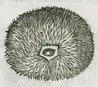 An illustration from Libri de piscibus marinis, in quibus verae piscium effigies expressae sunt. Quæ in ntota piscium historia contineantur, indicat elenchus pagina nona et decima. Postremo accesserunt indices necessarii. Gulielmi Rondeletti, Doctoris medici et medicinae in schola monspeliensi professoris regii. (1554)