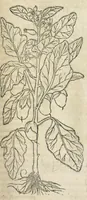An illustration from In hoc volumine continentur Valerii Cordi Simesusij Annotationes in Pedacij Dioscoridis. Anazarbei De medica materia Libros V. Longe aliae quam ante hac sunt evulgatae. Eiusdem ... Historiae stirpium Lib. IIII posthumi, nunc primum in Lucem editi, adjectis etiam stirpium iconibus, & brevissimus annotatiunculis. Sylva, qua rerum fossilium in Germanium plurimarum metallorum, Lapidum, & stirpium aliquot rariorum notitiam brevissime persequitur nunquam hactenus visa. De artificiosis extractionibus Liber. Compositiones medicinales aliquot, non vulgares, his accedunt Stocc-Hornii et Nessi In Bernatium Helvetiorum ditione montium, & nascentium in eis stirpium descriptio Benedict Aretii, item Conradi Gesneri De hortis Germaniae, Liber recens ...omnia ... studio atque industria ... Conr. Gesneri collecta, & praefationibus illustrata. (1560)