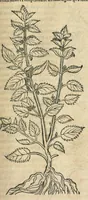 An illustration from In hoc volumine continentur Valerii Cordi Simesusij Annotationes in Pedacij Dioscoridis. Anazarbei De medica materia Libros V. Longe aliae quam ante hac sunt evulgatae. Eiusdem ... Historiae stirpium Lib. IIII posthumi, nunc primum in Lucem editi, adjectis etiam stirpium iconibus, & brevissimus annotatiunculis. Sylva, qua rerum fossilium in Germanium plurimarum metallorum, Lapidum, & stirpium aliquot rariorum notitiam brevissime persequitur nunquam hactenus visa. De artificiosis extractionibus Liber. Compositiones medicinales aliquot, non vulgares, his accedunt Stocc-Hornii et Nessi In Bernatium Helvetiorum ditione montium, & nascentium in eis stirpium descriptio Benedict Aretii, item Conradi Gesneri De hortis Germaniae, Liber recens ...omnia ... studio atque industria ... Conr. Gesneri collecta, & praefationibus illustrata. (1560)