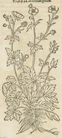 An illustration from In hoc volumine continentur Valerii Cordi Simesusij Annotationes in Pedacij Dioscoridis. Anazarbei De medica materia Libros V. Longe aliae quam ante hac sunt evulgatae. Eiusdem ... Historiae stirpium Lib. IIII posthumi, nunc primum in Lucem editi, adjectis etiam stirpium iconibus, & brevissimus annotatiunculis. Sylva, qua rerum fossilium in Germanium plurimarum metallorum, Lapidum, & stirpium aliquot rariorum notitiam brevissime persequitur nunquam hactenus visa. De artificiosis extractionibus Liber. Compositiones medicinales aliquot, non vulgares, his accedunt Stocc-Hornii et Nessi In Bernatium Helvetiorum ditione montium, & nascentium in eis stirpium descriptio Benedict Aretii, item Conradi Gesneri De hortis Germaniae, Liber recens ...omnia ... studio atque industria ... Conr. Gesneri collecta, & praefationibus illustrata. (1560)