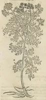 An illustration from In hoc volumine continentur Valerii Cordi Simesusij Annotationes in Pedacij Dioscoridis. Anazarbei De medica materia Libros V. Longe aliae quam ante hac sunt evulgatae. Eiusdem ... Historiae stirpium Lib. IIII posthumi, nunc primum in Lucem editi, adjectis etiam stirpium iconibus, & brevissimus annotatiunculis. Sylva, qua rerum fossilium in Germanium plurimarum metallorum, Lapidum, & stirpium aliquot rariorum notitiam brevissime persequitur nunquam hactenus visa. De artificiosis extractionibus Liber. Compositiones medicinales aliquot, non vulgares, his accedunt Stocc-Hornii et Nessi In Bernatium Helvetiorum ditione montium, & nascentium in eis stirpium descriptio Benedict Aretii, item Conradi Gesneri De hortis Germaniae, Liber recens ...omnia ... studio atque industria ... Conr. Gesneri collecta, & praefationibus illustrata. (1560)