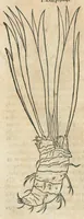 An illustration from In hoc volumine continentur Valerii Cordi Simesusij Annotationes in Pedacij Dioscoridis. Anazarbei De medica materia Libros V. Longe aliae quam ante hac sunt evulgatae. Eiusdem ... Historiae stirpium Lib. IIII posthumi, nunc primum in Lucem editi, adjectis etiam stirpium iconibus, & brevissimus annotatiunculis. Sylva, qua rerum fossilium in Germanium plurimarum metallorum, Lapidum, & stirpium aliquot rariorum notitiam brevissime persequitur nunquam hactenus visa. De artificiosis extractionibus Liber. Compositiones medicinales aliquot, non vulgares, his accedunt Stocc-Hornii et Nessi In Bernatium Helvetiorum ditione montium, & nascentium in eis stirpium descriptio Benedict Aretii, item Conradi Gesneri De hortis Germaniae, Liber recens ...omnia ... studio atque industria ... Conr. Gesneri collecta, & praefationibus illustrata. (1560)