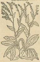 An illustration from In hoc volumine continentur Valerii Cordi Simesusij Annotationes in Pedacij Dioscoridis. Anazarbei De medica materia Libros V. Longe aliae quam ante hac sunt evulgatae. Eiusdem ... Historiae stirpium Lib. IIII posthumi, nunc primum in Lucem editi, adjectis etiam stirpium iconibus, & brevissimus annotatiunculis. Sylva, qua rerum fossilium in Germanium plurimarum metallorum, Lapidum, & stirpium aliquot rariorum notitiam brevissime persequitur nunquam hactenus visa. De artificiosis extractionibus Liber. Compositiones medicinales aliquot, non vulgares, his accedunt Stocc-Hornii et Nessi In Bernatium Helvetiorum ditione montium, & nascentium in eis stirpium descriptio Benedict Aretii, item Conradi Gesneri De hortis Germaniae, Liber recens ...omnia ... studio atque industria ... Conr. Gesneri collecta, & praefationibus illustrata. (1560)