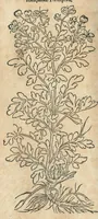 An illustration from In hoc volumine continentur Valerii Cordi Simesusij Annotationes in Pedacij Dioscoridis. Anazarbei De medica materia Libros V. Longe aliae quam ante hac sunt evulgatae. Eiusdem ... Historiae stirpium Lib. IIII posthumi, nunc primum in Lucem editi, adjectis etiam stirpium iconibus, & brevissimus annotatiunculis. Sylva, qua rerum fossilium in Germanium plurimarum metallorum, Lapidum, & stirpium aliquot rariorum notitiam brevissime persequitur nunquam hactenus visa. De artificiosis extractionibus Liber. Compositiones medicinales aliquot, non vulgares, his accedunt Stocc-Hornii et Nessi In Bernatium Helvetiorum ditione montium, & nascentium in eis stirpium descriptio Benedict Aretii, item Conradi Gesneri De hortis Germaniae, Liber recens ...omnia ... studio atque industria ... Conr. Gesneri collecta, & praefationibus illustrata. (1560)
