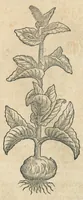 An illustration from In hoc volumine continentur Valerii Cordi Simesusij Annotationes in Pedacij Dioscoridis. Anazarbei De medica materia Libros V. Longe aliae quam ante hac sunt evulgatae. Eiusdem ... Historiae stirpium Lib. IIII posthumi, nunc primum in Lucem editi, adjectis etiam stirpium iconibus, & brevissimus annotatiunculis. Sylva, qua rerum fossilium in Germanium plurimarum metallorum, Lapidum, & stirpium aliquot rariorum notitiam brevissime persequitur nunquam hactenus visa. De artificiosis extractionibus Liber. Compositiones medicinales aliquot, non vulgares, his accedunt Stocc-Hornii et Nessi In Bernatium Helvetiorum ditione montium, & nascentium in eis stirpium descriptio Benedict Aretii, item Conradi Gesneri De hortis Germaniae, Liber recens ...omnia ... studio atque industria ... Conr. Gesneri collecta, & praefationibus illustrata. (1560)