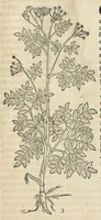 An illustration from In hoc volumine continentur Valerii Cordi Simesusij Annotationes in Pedacij Dioscoridis. Anazarbei De medica materia Libros V. Longe aliae quam ante hac sunt evulgatae. Eiusdem ... Historiae stirpium Lib. IIII posthumi, nunc primum in Lucem editi, adjectis etiam stirpium iconibus, & brevissimus annotatiunculis. Sylva, qua rerum fossilium in Germanium plurimarum metallorum, Lapidum, & stirpium aliquot rariorum notitiam brevissime persequitur nunquam hactenus visa. De artificiosis extractionibus Liber. Compositiones medicinales aliquot, non vulgares, his accedunt Stocc-Hornii et Nessi In Bernatium Helvetiorum ditione montium, & nascentium in eis stirpium descriptio Benedict Aretii, item Conradi Gesneri De hortis Germaniae, Liber recens ...omnia ... studio atque industria ... Conr. Gesneri collecta, & praefationibus illustrata. (1560)